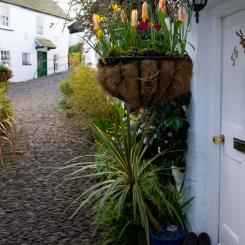 Clovelly Cottage Flowers