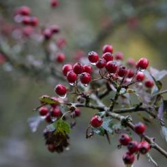 Dartmoor Hawthorn Berries