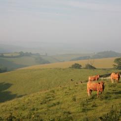 Devon Cows
