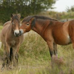 Exmoor Ponies