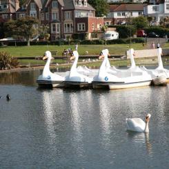 Spot the Real Swan
