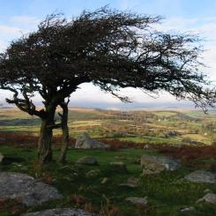 Combestone Tor Tree - Dartmoor
