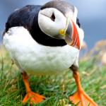 Puffin - Lundy