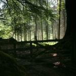 Dartmoor Woods