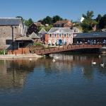 Swans on River Exe - Exeter