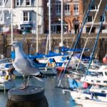 Ilfracombe Harbour Seagull
