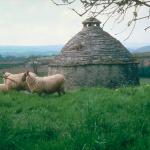 Sheep and Dovecote
