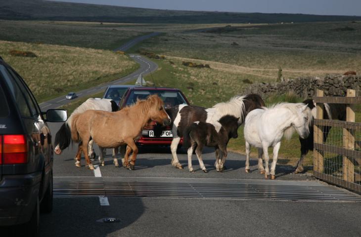 Dartmoor Pony Jam