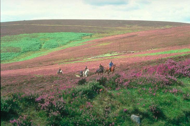Pony Trekking on Dartmoor